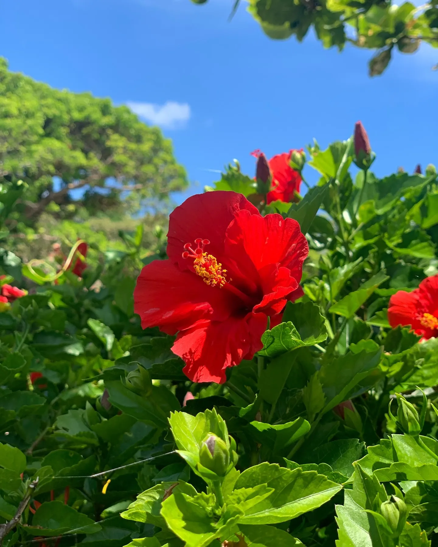 8月もよろしくお願いします🌺